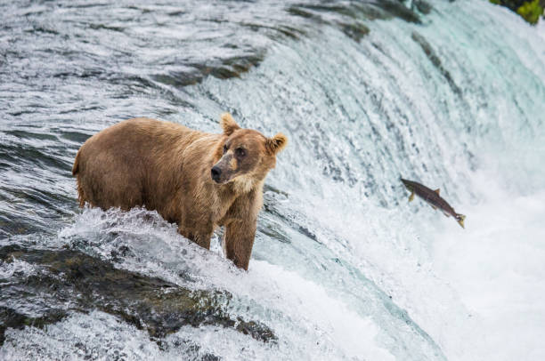 Brown bear catches a salmon in the river.