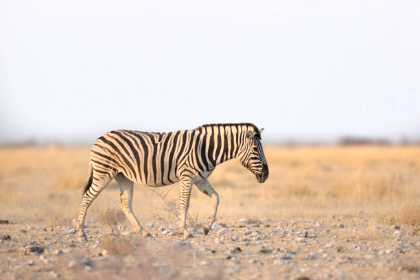 istock Zebra in Etosha National Park 669377234