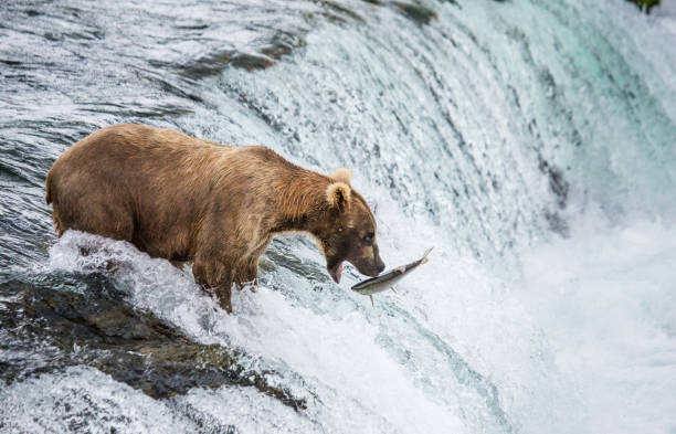 istock Brown bear catches a salmon in the river. 669377252