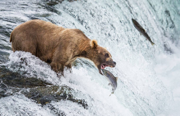 istock Brown bear catches a salmon in the river. 669377290
