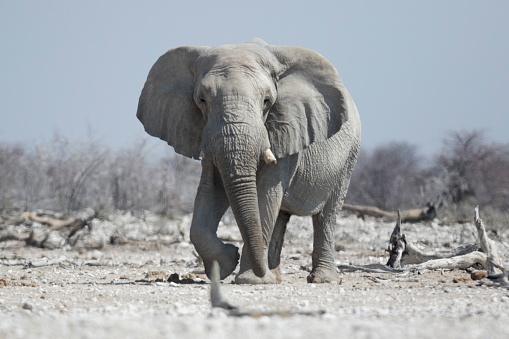 Bull Elephant in Etosha National Park.