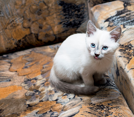 the snow-white Thai kitten has hidden on a chair, a subject kittens