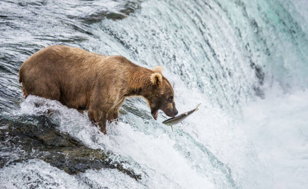 istock Brown bear catches a salmon in the river. 669377460