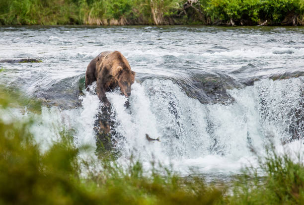 istock Brown bear catches a salmon in the river. 669377558