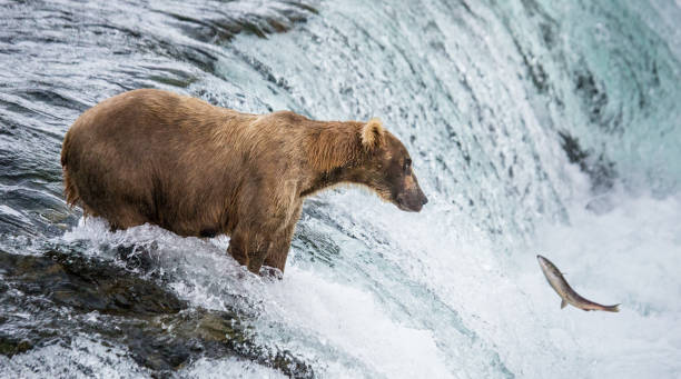 istock Brown bear catches a salmon in the river. 669379020