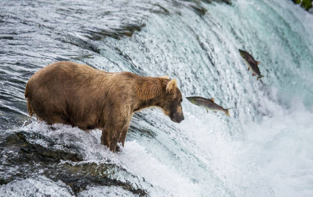 istock Brown bear catches a salmon in the river. 669379086