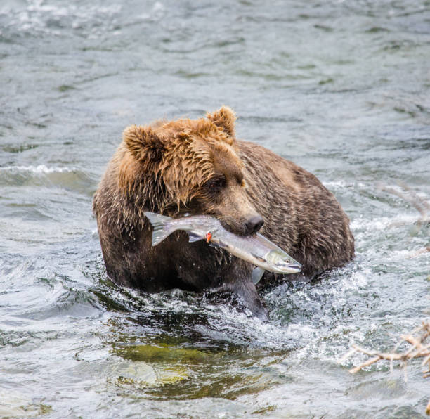 istock Brown bear with a salmon in his mouth. 669379618