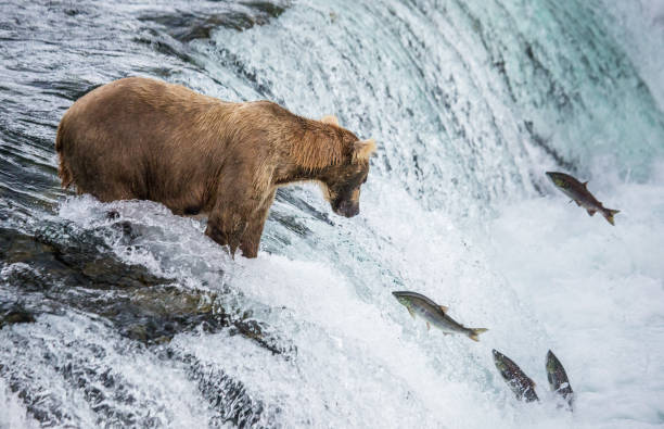 istock Brown bear catches a salmon in the river. 669379636