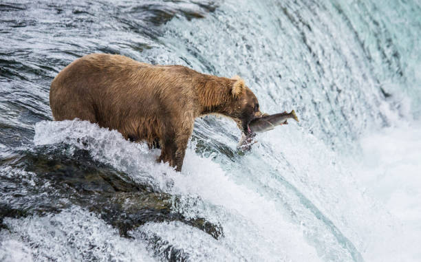 istock Brown bear catches a salmon in the river. 669379642