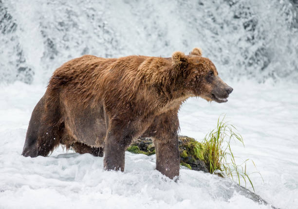 istock Brown bear standing in the river. 669379786