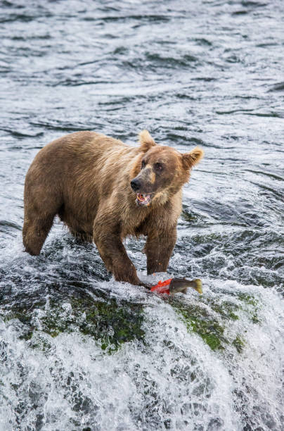 istock Brown bear catches a salmon in the river. 669379850