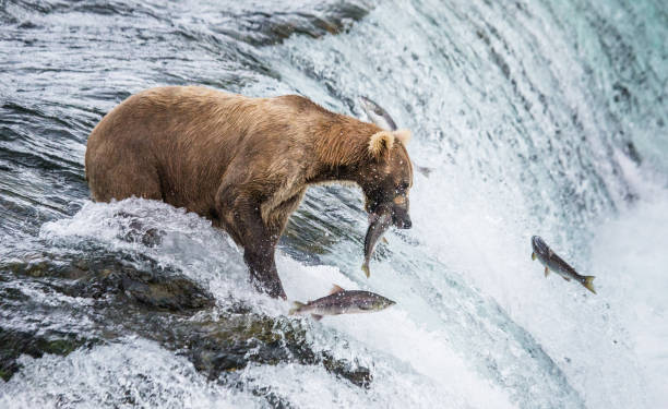 istock Brown bear catches a salmon in the river. 669379852