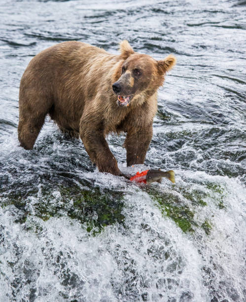 istock Brown bear catches a salmon in the river. 669380070
