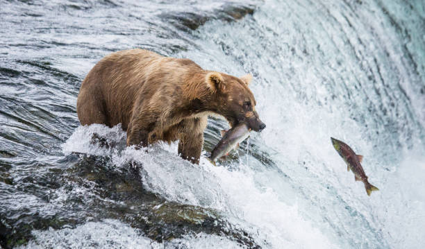 istock Brown bear catches a salmon in the river. 669380074