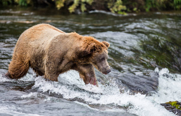 istock Brown bear catches a salmon in the river. 669380086