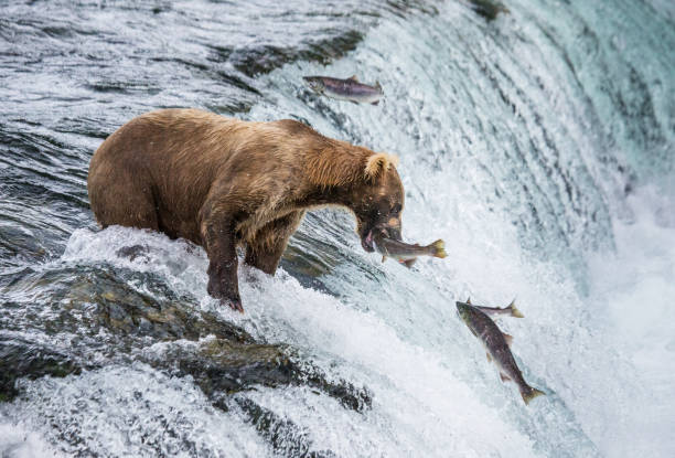 istock Brown bear catches a salmon in the river. 669380148