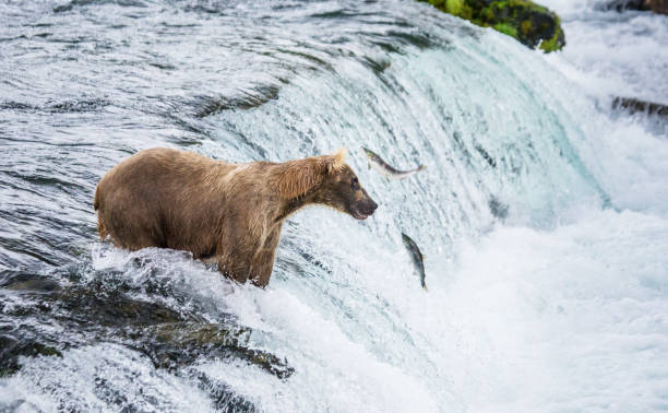 istock Brown bear catches a salmon in the river. 669380162