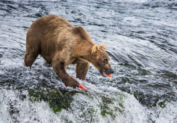istock Brown bear catches a salmon in the river. 669380164