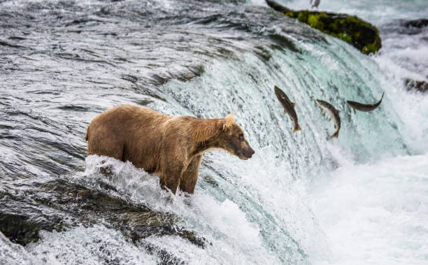 istock Brown bear catches a salmon in the river. 669380176