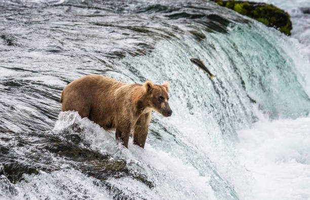 istock Brown bear catches a salmon in the river. 669380178