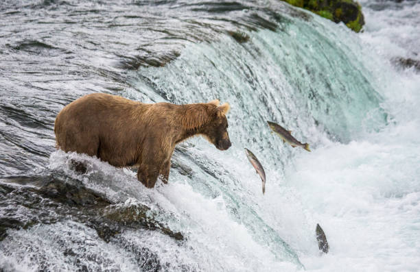istock Brown bear catches a salmon in the river. 669380322