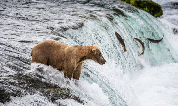 istock Brown bear catches a salmon in the river. 669380338