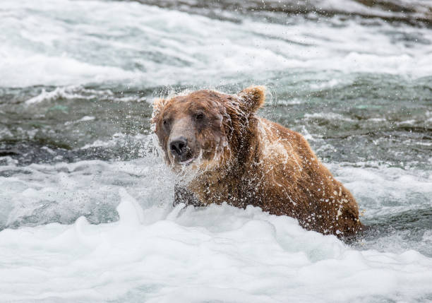 istock Brown bear shakes off water surrounded by splashes. 669380442