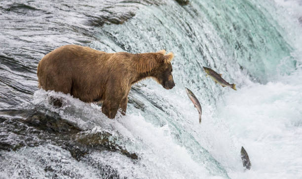 istock Brown bear catches a salmon in the river. 669380454