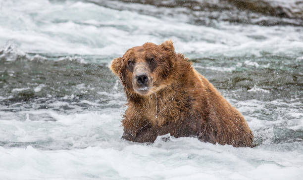 istock Brown bear shakes off water surrounded by splashes. 669380478
