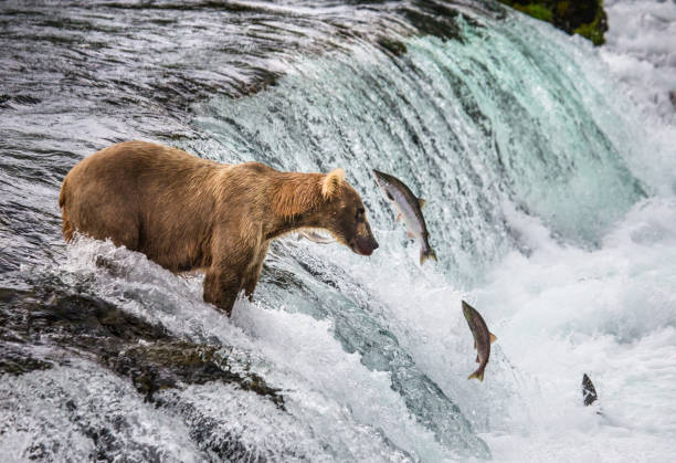 istock Brown bear catches a salmon in the river. 669380684