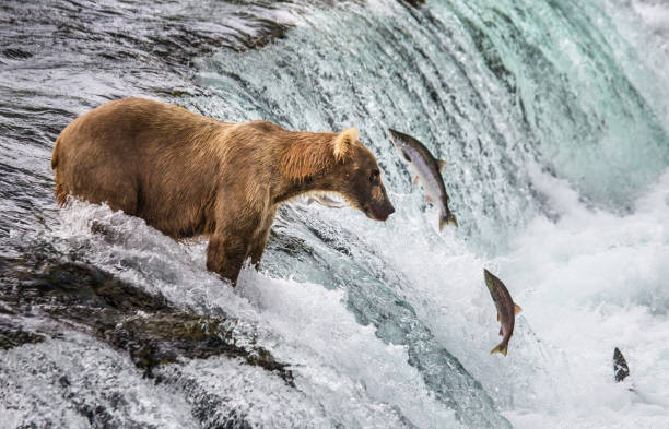 istock Brown bear catches a salmon in the river. 669380736