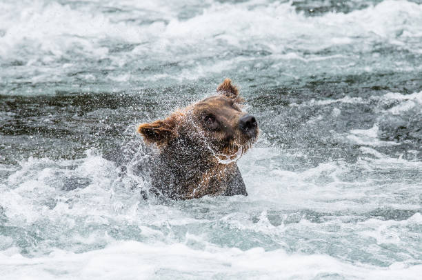 istock Brown bear shakes off water surrounded by splashes. 669380740
