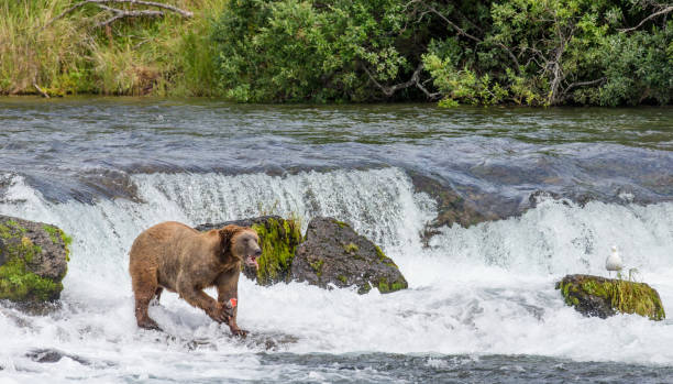 istock Brown bear eating salmon in the river. 669380934