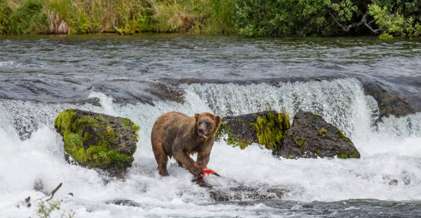 istock Brown bear eating salmon in the river. 669380936