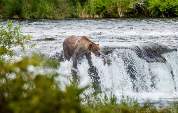 istock Brown bear catches a salmon in the river. 669381062