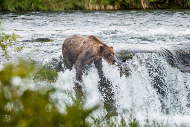 istock Brown bear catches a salmon in the river. 669381136