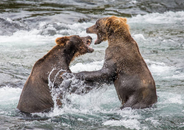 istock Two brown bears playing with each other in the water. 669381200