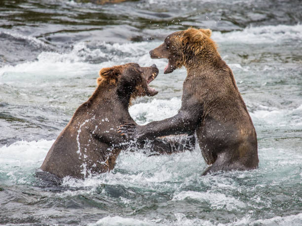 istock Two brown bears playing with each other in the water. 669381252