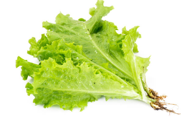 istock Bunch of fresh green salad 669381254