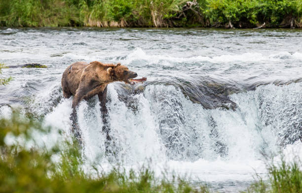 istock Brown bear catches a salmon in the river. 669381684