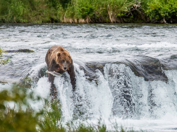 istock Brown bear catches a salmon in the river. 669381732