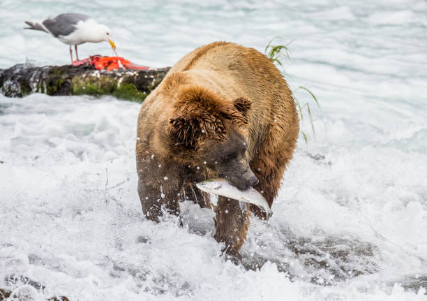 istock Brown bear catches a salmon in the river. 669381790