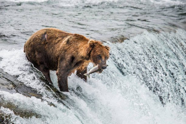 istock Brown bear catches a salmon in the river. 669381834