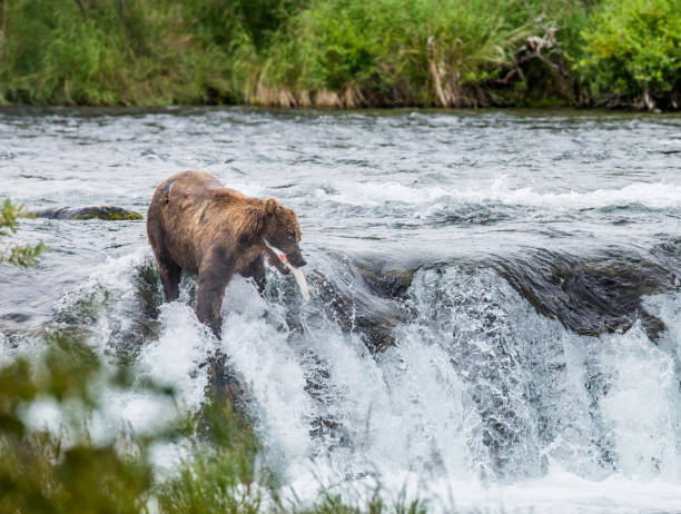 istock Brown bear catches a salmon in the river. 669381872