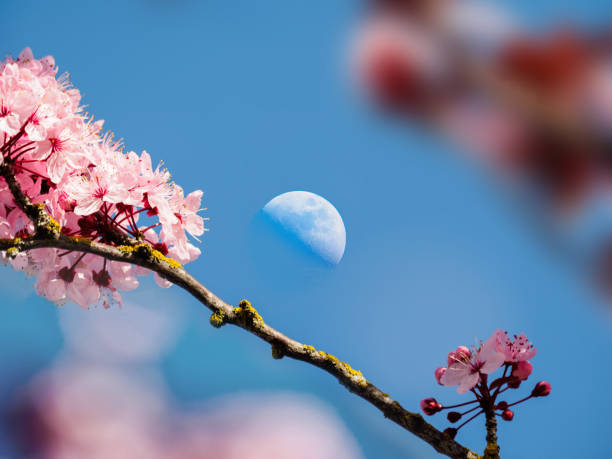 istock Moon over cherry bloom in the blue sky 669383988