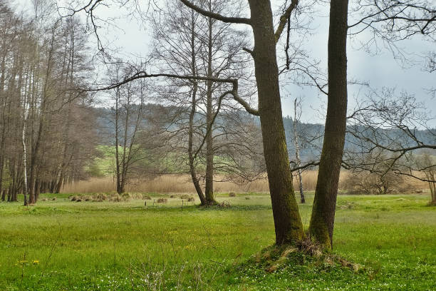 istock Trees shaped V symbolize victory of spring over winter 669384594
