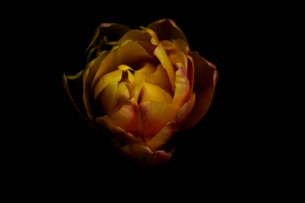 istock Macro picture of Yellow Flower 669386934