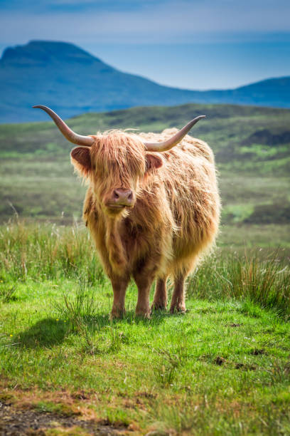 istock Furry highland cow in Scotland in UK 669387018