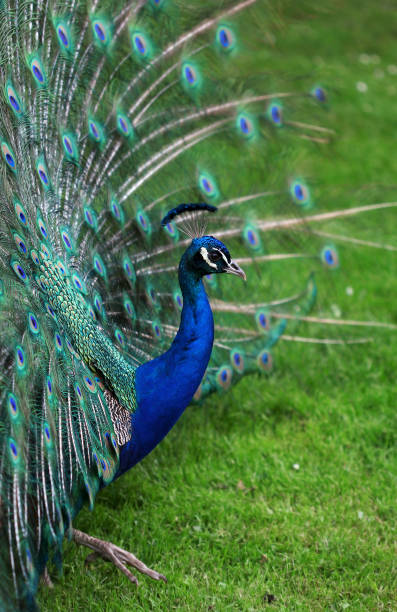 istock The colorful peacock with the open tail 669387318