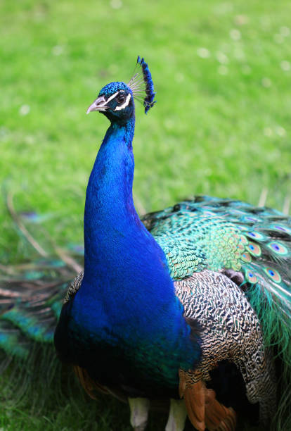 istock The colorful peacock with the open tail 669387326